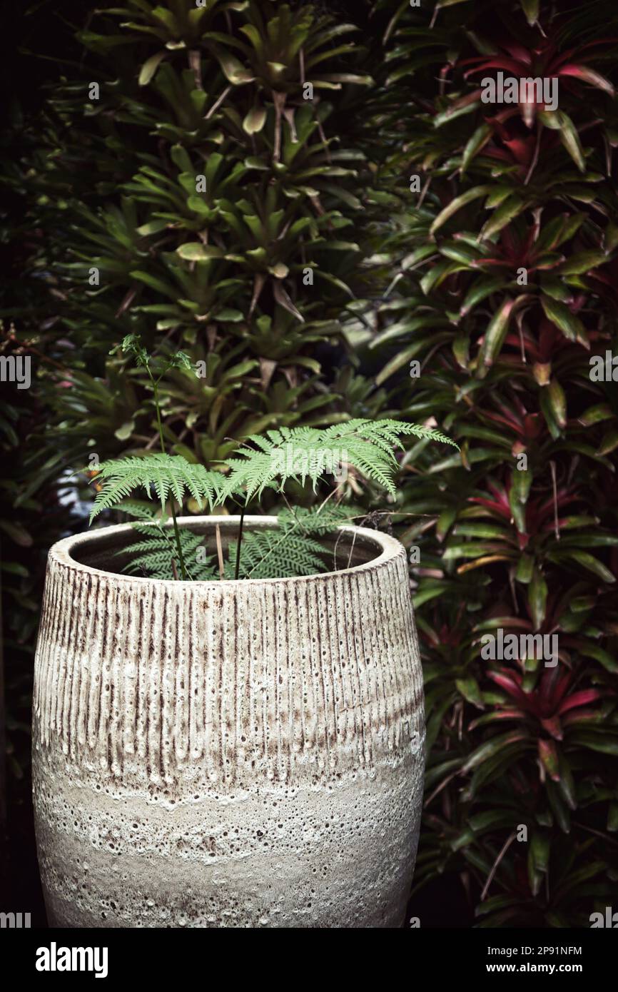 Topfpflanze gegen dunkle Grüne Wand. Farn in einen großen Keramiktopf neben Hecke mit Textfreiraum Stockfoto
