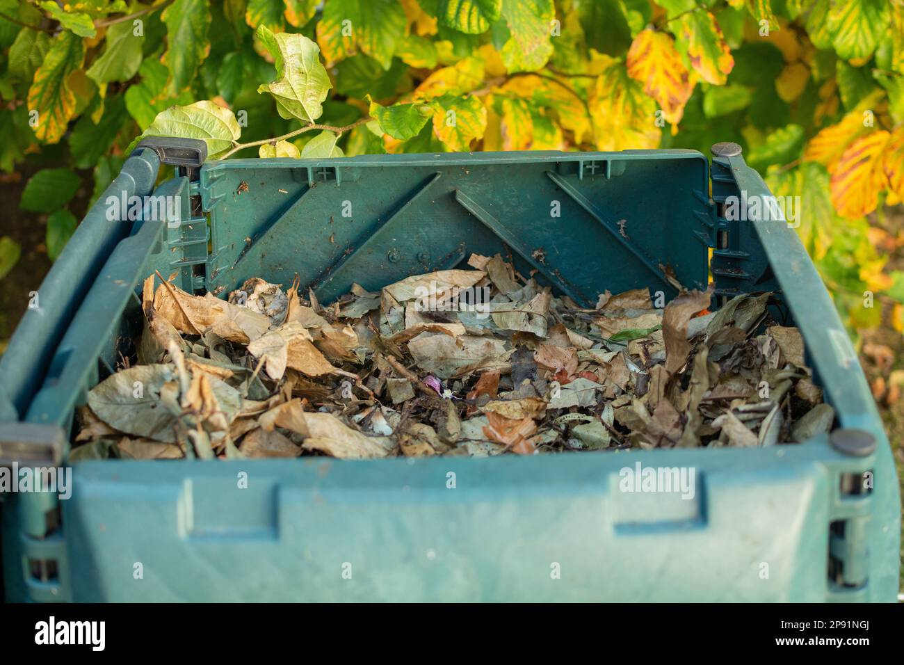Compost-Behälter für den Außenbereich mit offenem Deckel, um den organischen Abfall mit Blättern zu bedecken. Der Kompost wird in einen Garten gestellt, um organischen Abfall zu recyceln Stockfoto