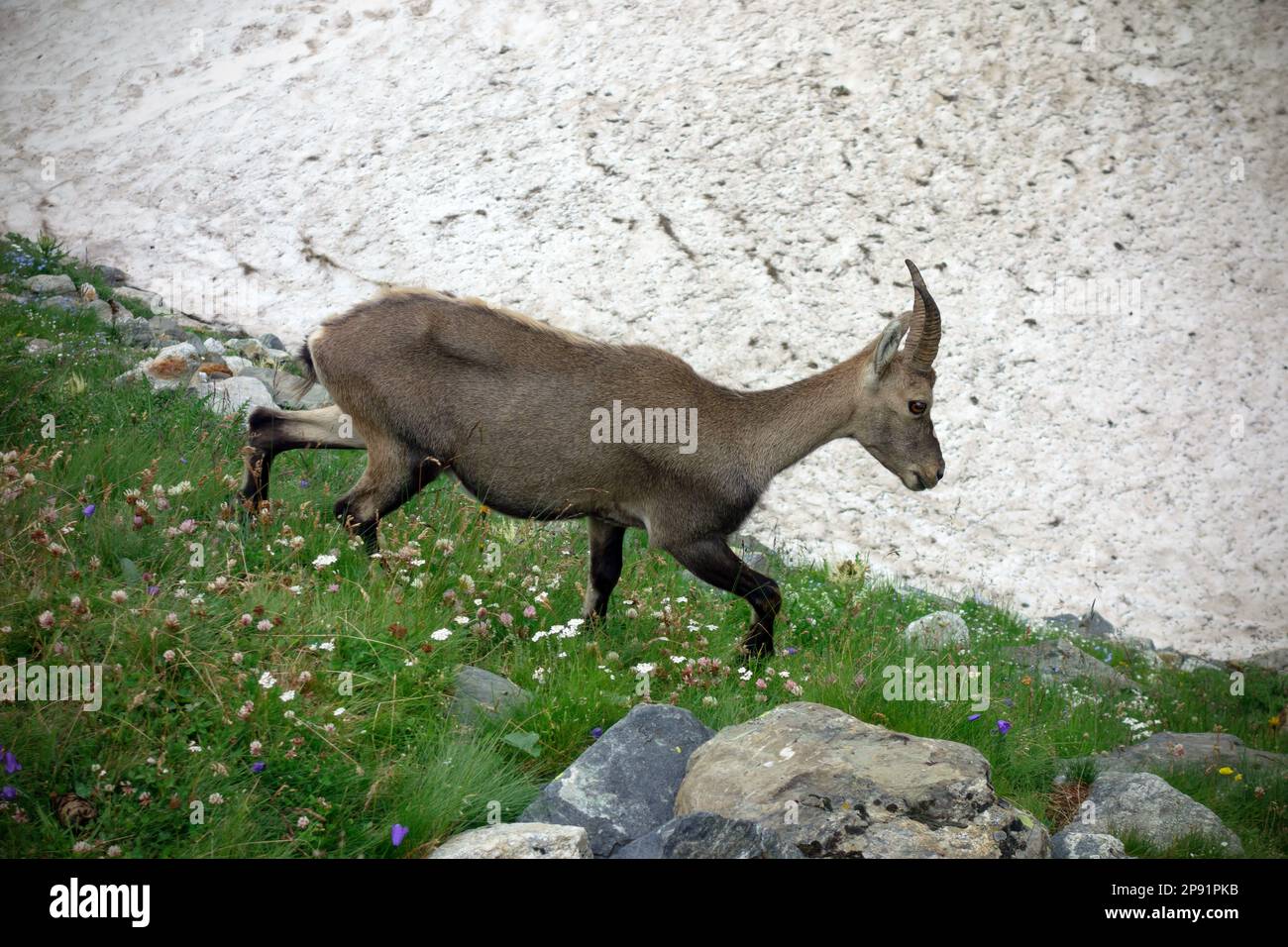 Rupicapra rupicapra. Alpine Chamois am Miage-Gletscher. Aosta-Tal. Stockfoto