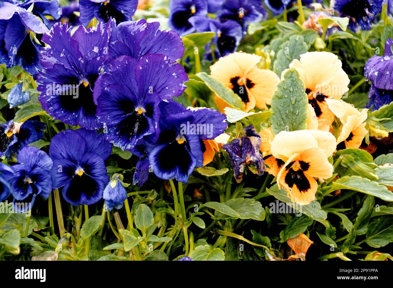 Bunte Blumen Hintergrund - Natur - Sommer in Norwegen Stockfoto