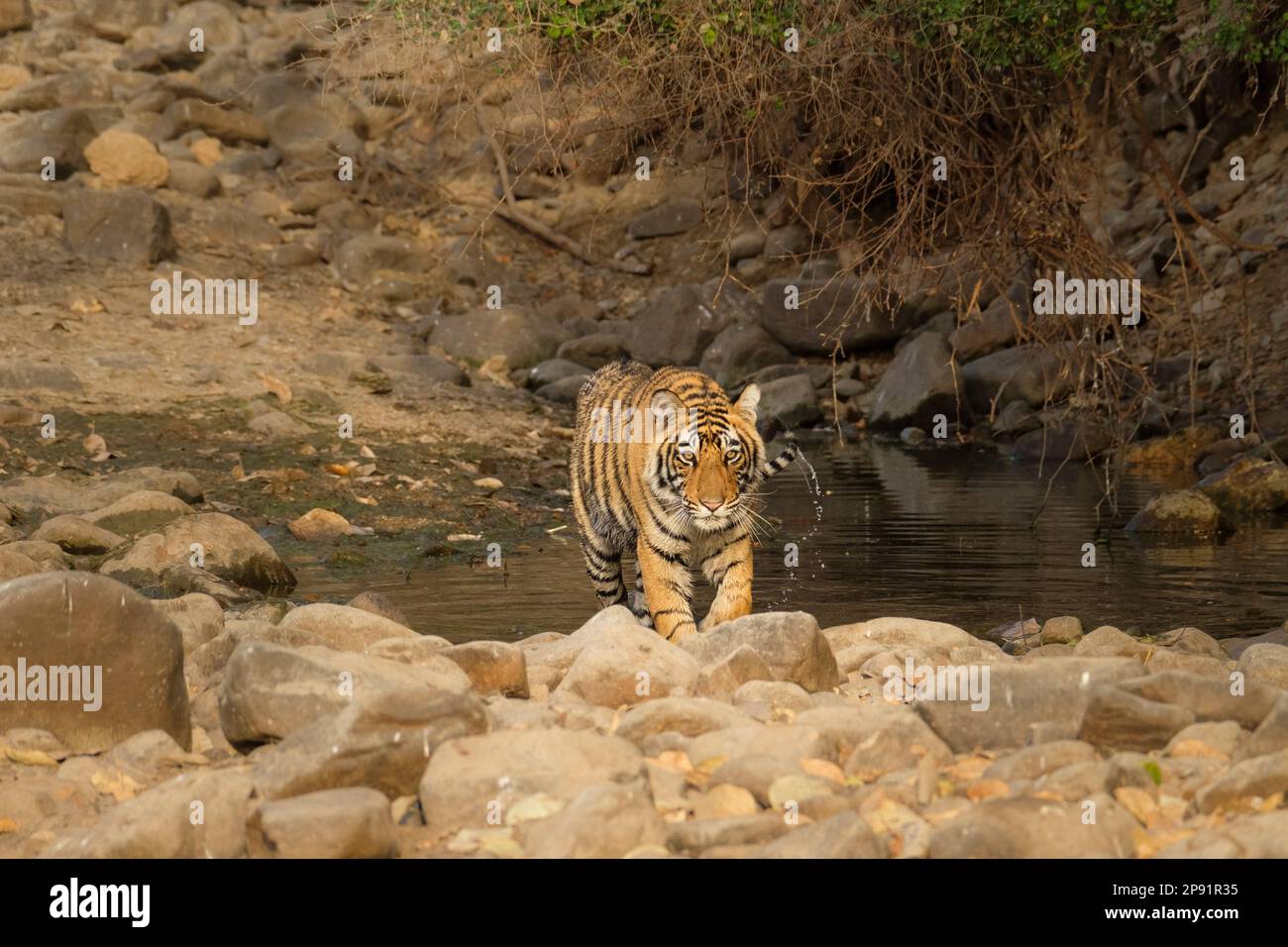 Tiger, Panthera Tigris, kommt aus dem Wasser, geht in Richtung Kamera. Ranthambore-Nationalpark, Rajasthan, Indien Stockfoto