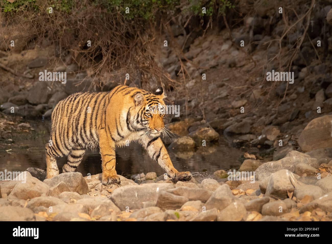 Tiger, Panthera Tigris, kommt aus dem Wasser. Der Tiger geht nach rechts. Ranthambore-Nationalpark, Rajasthan, Indien Stockfoto