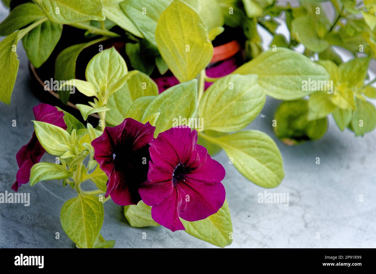 Bunte Blumen Hintergrund - Natur - Sommer in Norwegen Stockfoto