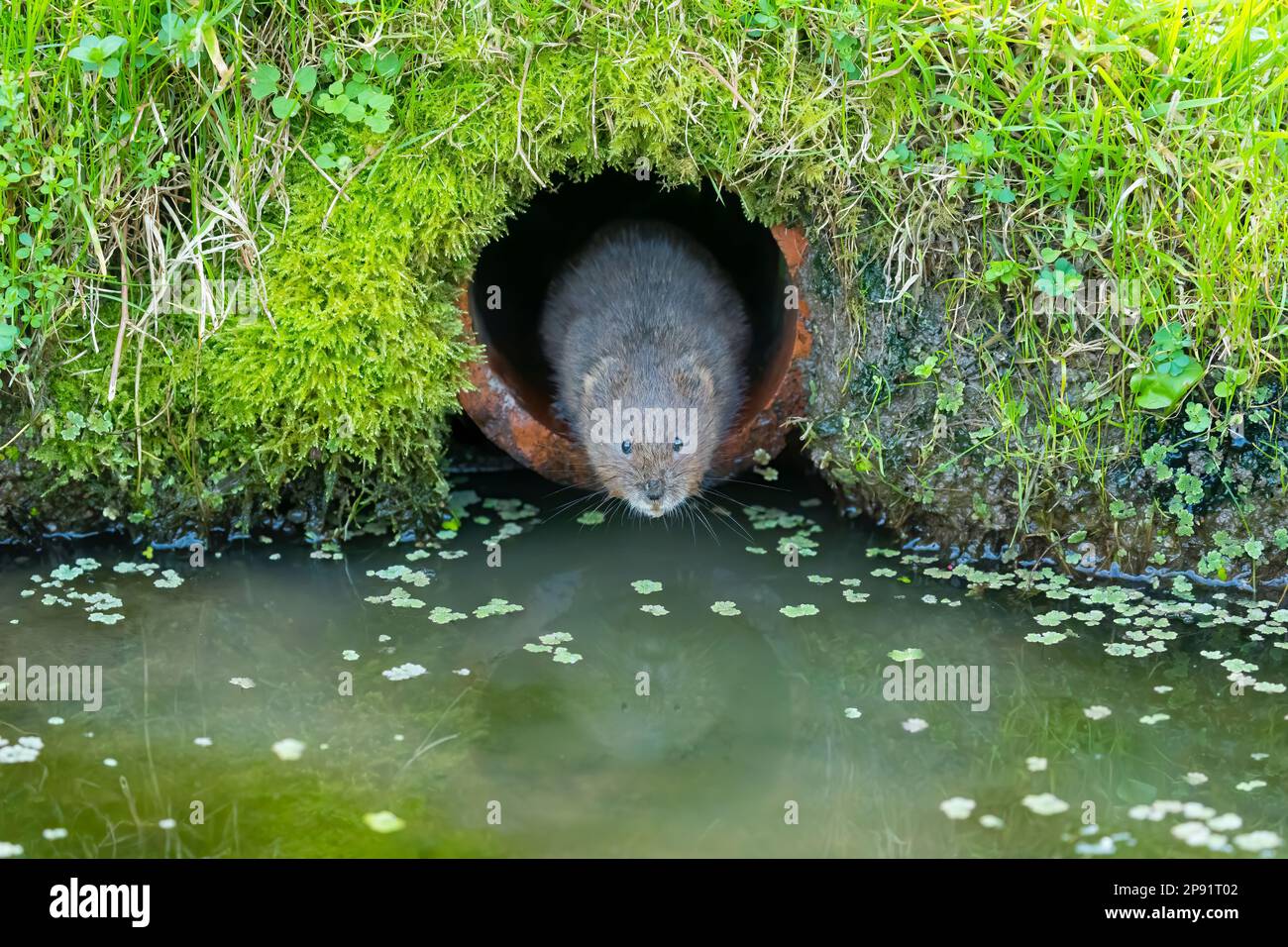 Europäische Wasservole (Arvicola amphibius) am Flussufer Stockfoto