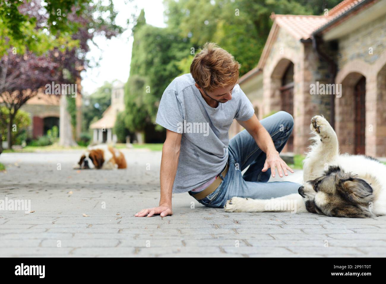 Attraktiver Erwachsener spielt draußen mit seinem Hund. Der Heilige Bernard genießt die Gesellschaft seines Menschen. Stockfoto