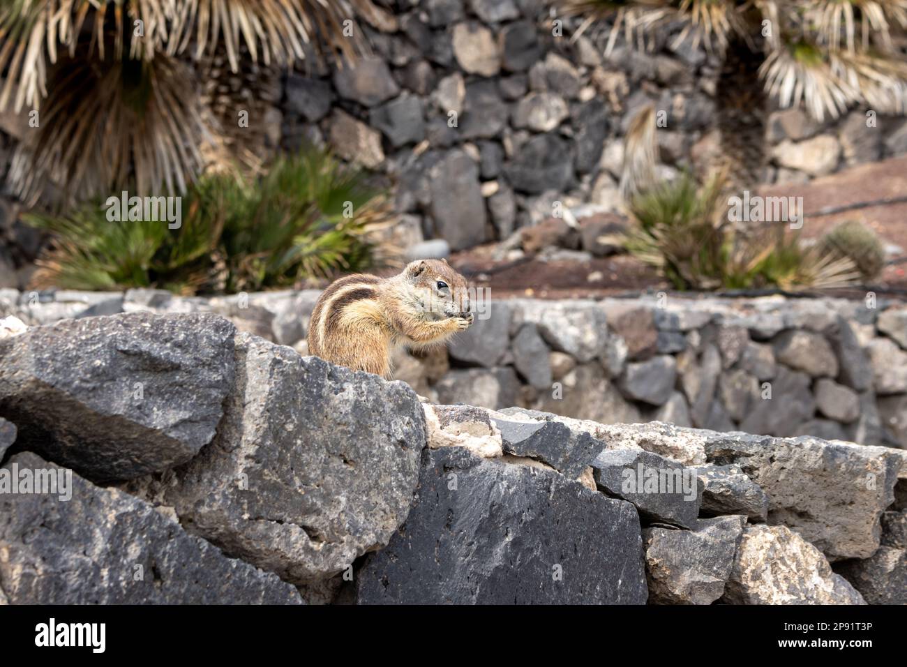 Streifenhörnchen mit Erdnuss, eine der ziemlich großen Kolonien auf der Insel. Sie erscheinen nahe an Steinmauern, wo sie ihre Nester und ein Versteck haben. Stockfoto