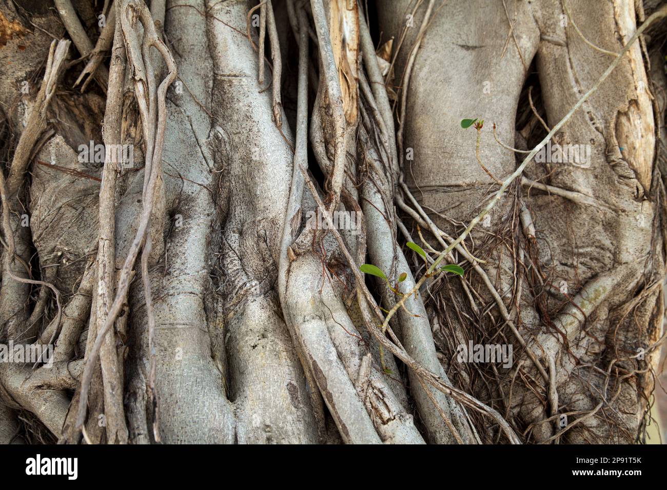 Banyan Bäume Amtsleitungen mit hängenden Wurzeln close-up. Alte Bäume verschlungenen Wurzeln strukturierten Hintergrund Stockfoto