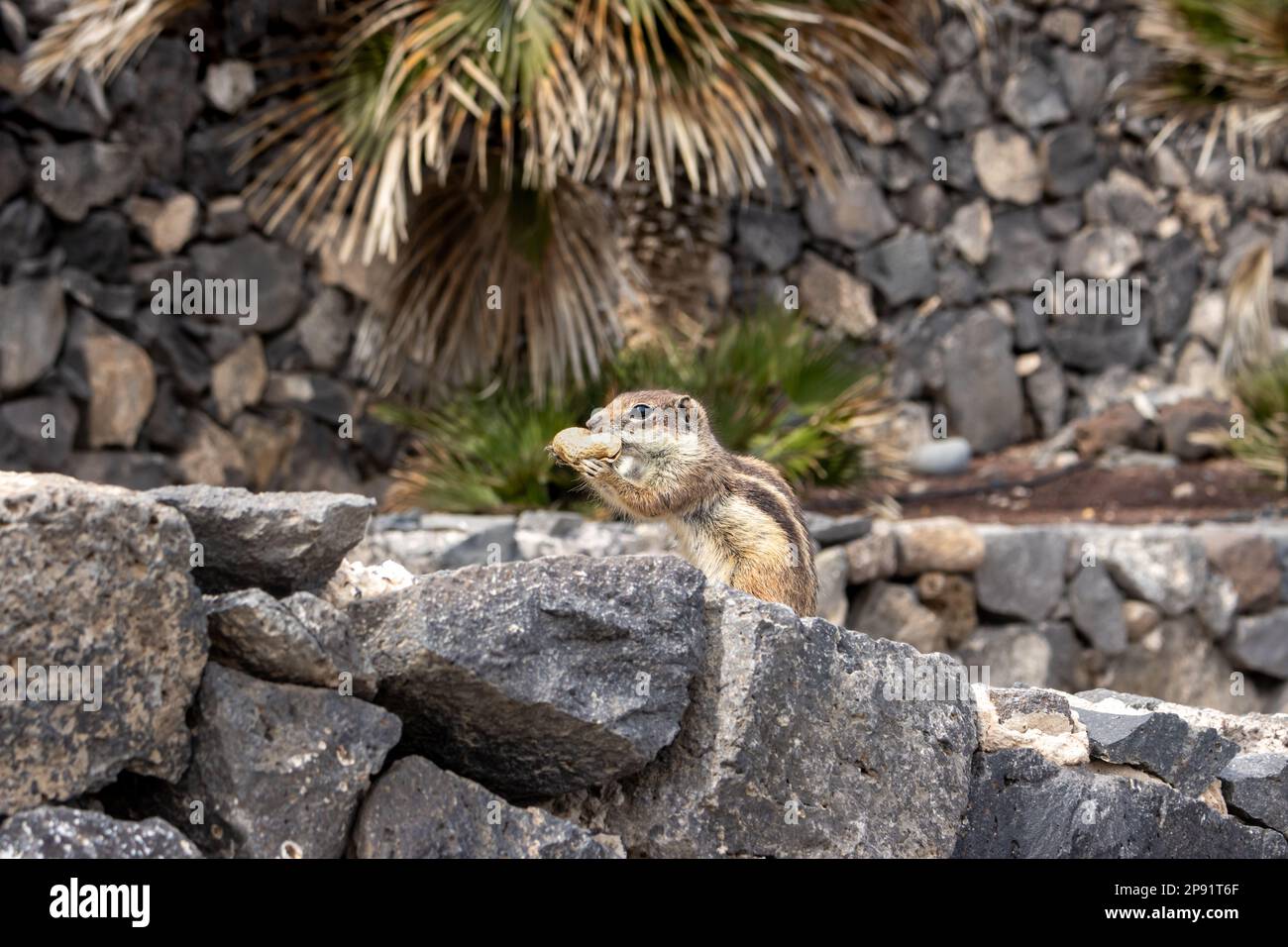 Streifenhörnchen mit Erdnuss, eine der ziemlich großen Kolonien auf der Insel. Sie erscheinen nahe an Steinmauern, wo sie ihre Nester und ein Versteck haben. Stockfoto
