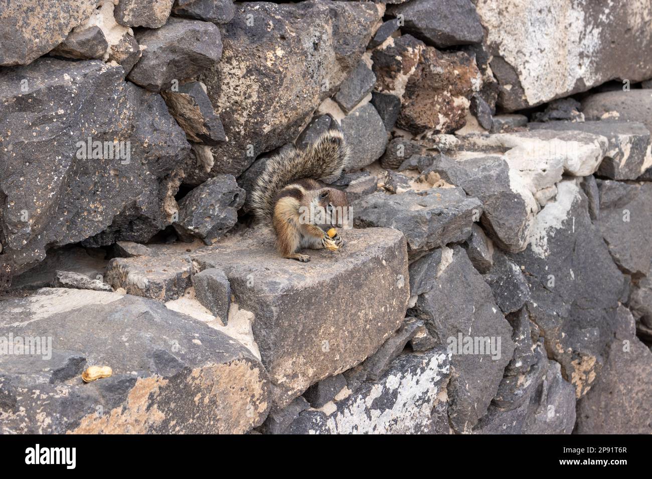 Streifenhörnchen mit Erdnuss, eine der ziemlich großen Kolonien auf der Insel. Sie erscheinen nahe an Steinmauern, wo sie ihre Nester und ein Versteck haben. Stockfoto