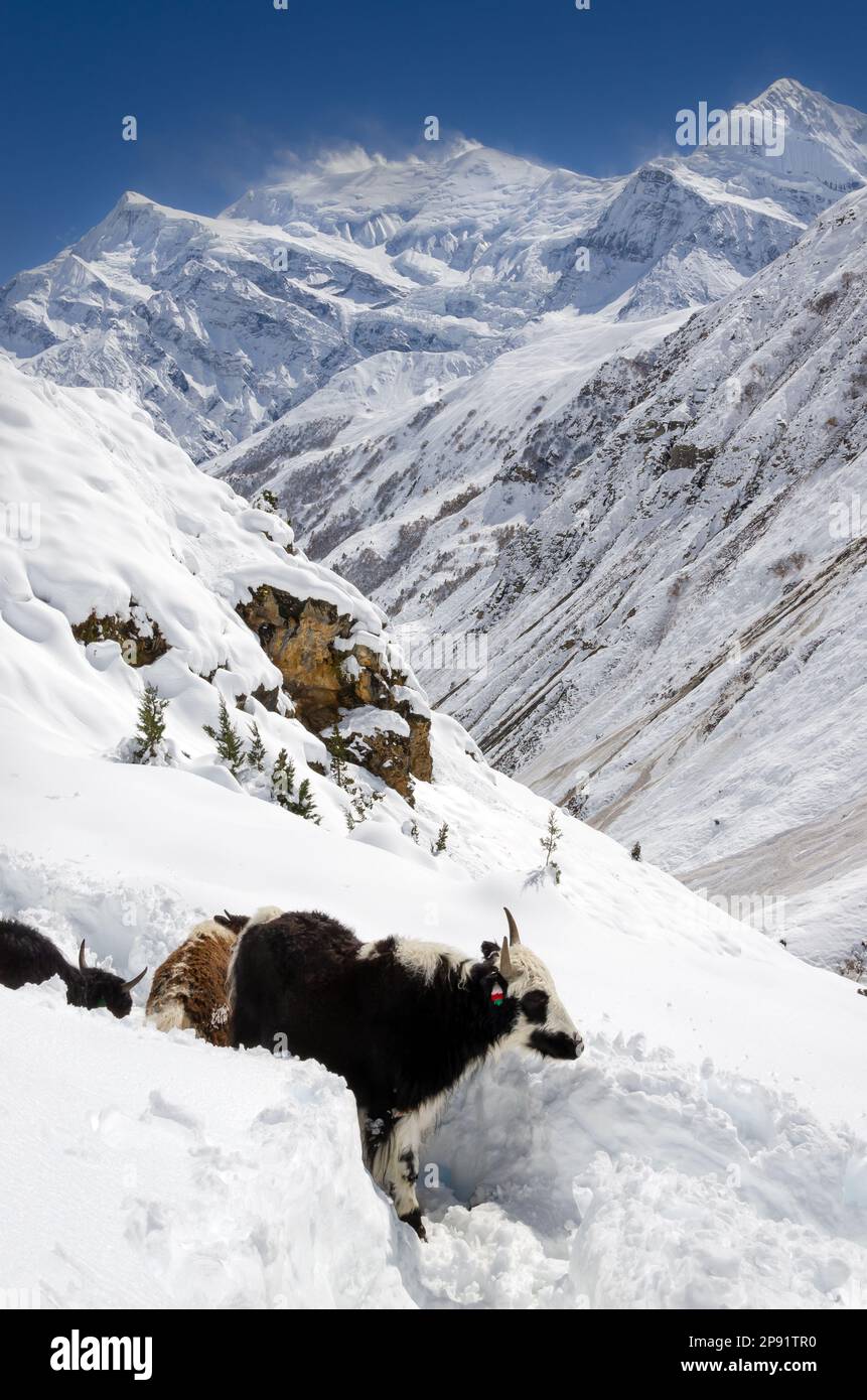 Yak auf der Annapurna Circuit Trekking Route. Einheimische Tiere. Stockfoto
