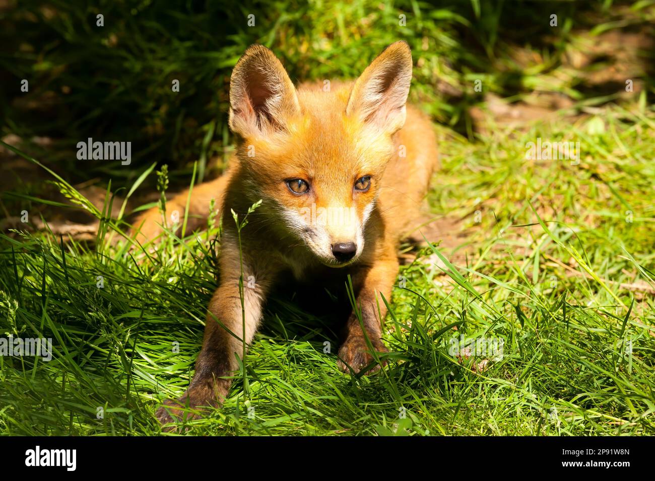 Fuchs (Vulpes vulpes) Fuchsjunge auf langem Gras Stockfoto