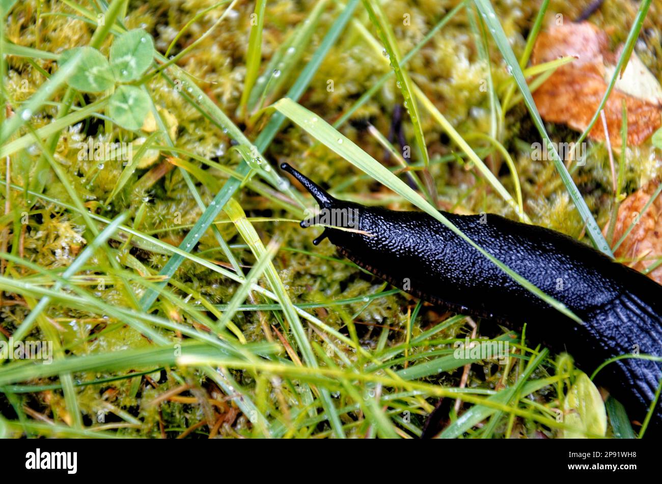 Die schwarze Form der großen schwarzen Schnecke (Arion ater) von oben. Black Slug, Black Arion, European Black Slug oder Large Black Slug, Arion ater, Arionida Stockfoto
