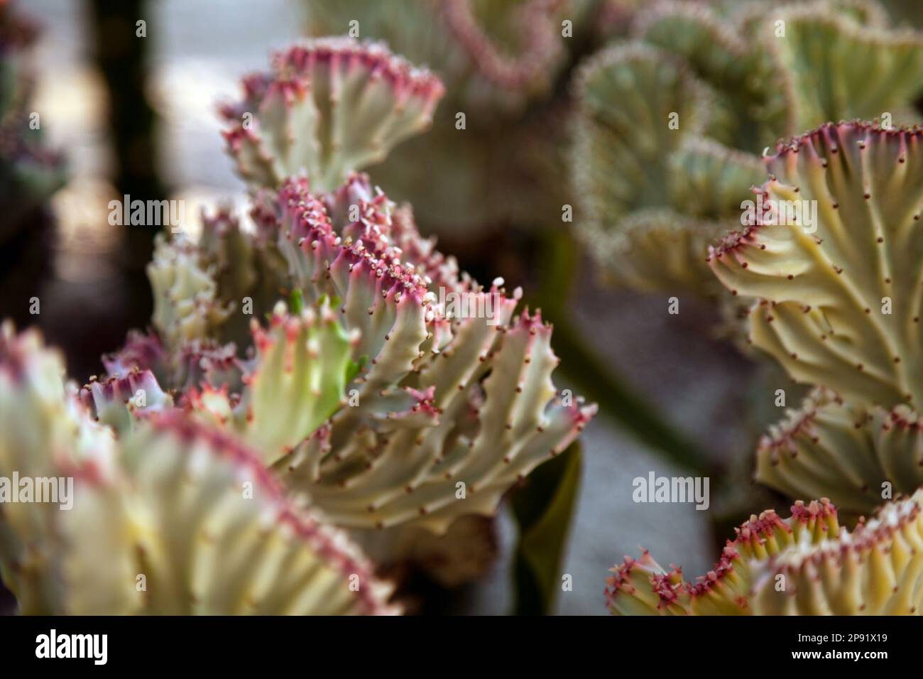 Viele Euphorbia Lactea Cristata Pflanzen in einem Garten. Wunderschöne Korallen Cactus Strauch im freien Hintergrund Stockfoto