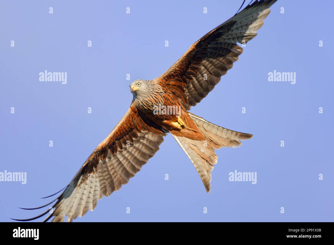 Rote Drachen im Flug, Marlow, Großbritannien Stockfoto