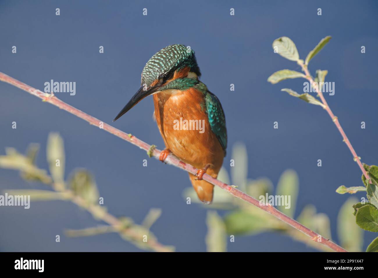 Kingfisher in der Abendsonne hoch oben auf dem Zweig, Großbritannien Stockfoto