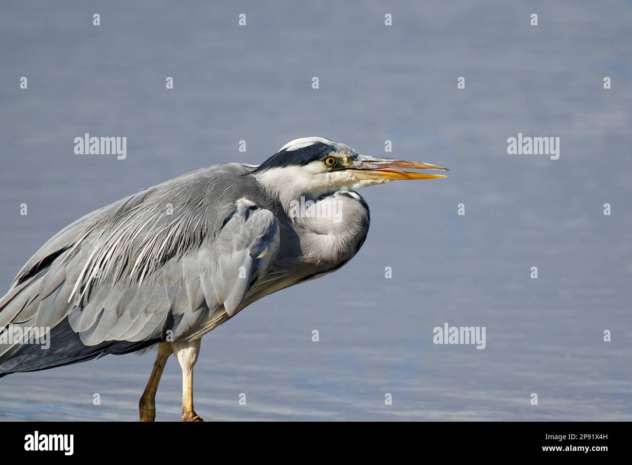 Grauer Reiher als Beute, Rye Mead, Großbritannien Stockfoto