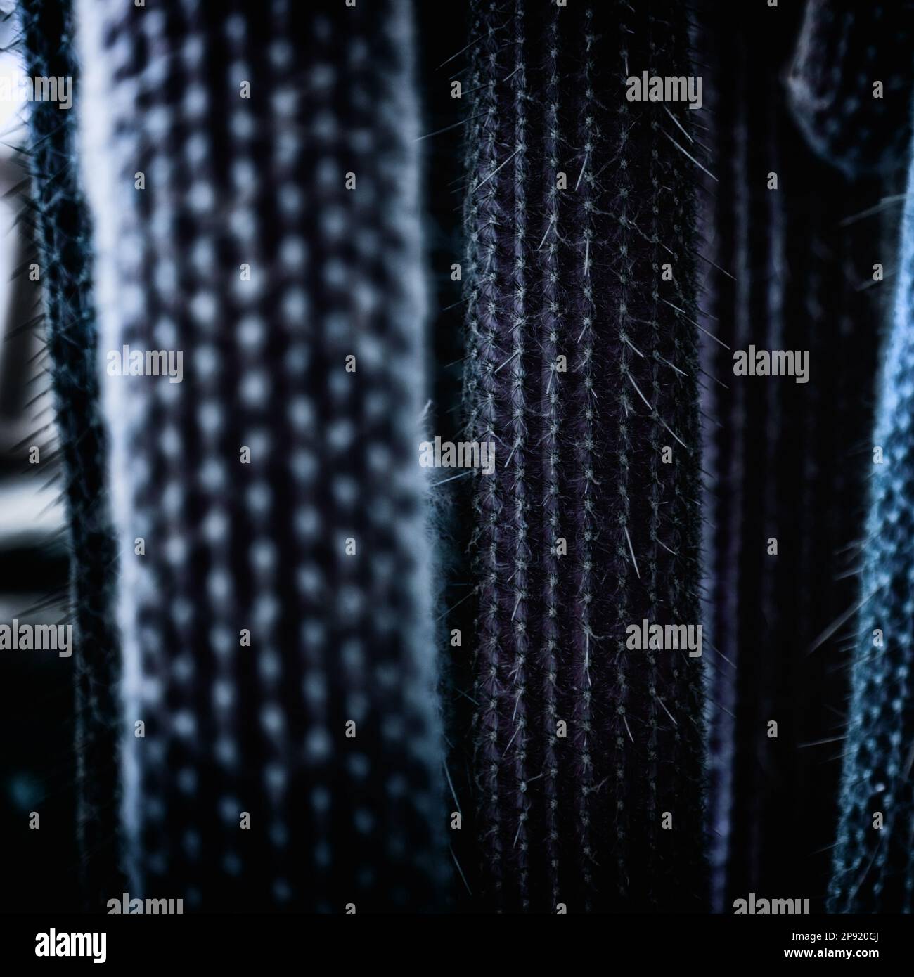 Gruppe der großen Kakteen in der Nacht strukturierten Hintergrund. Einige Kakteen stammt in der Dunkelheit blurry Close-up. Konzentrieren Sie sich auf die richtige Anlage Stockfoto