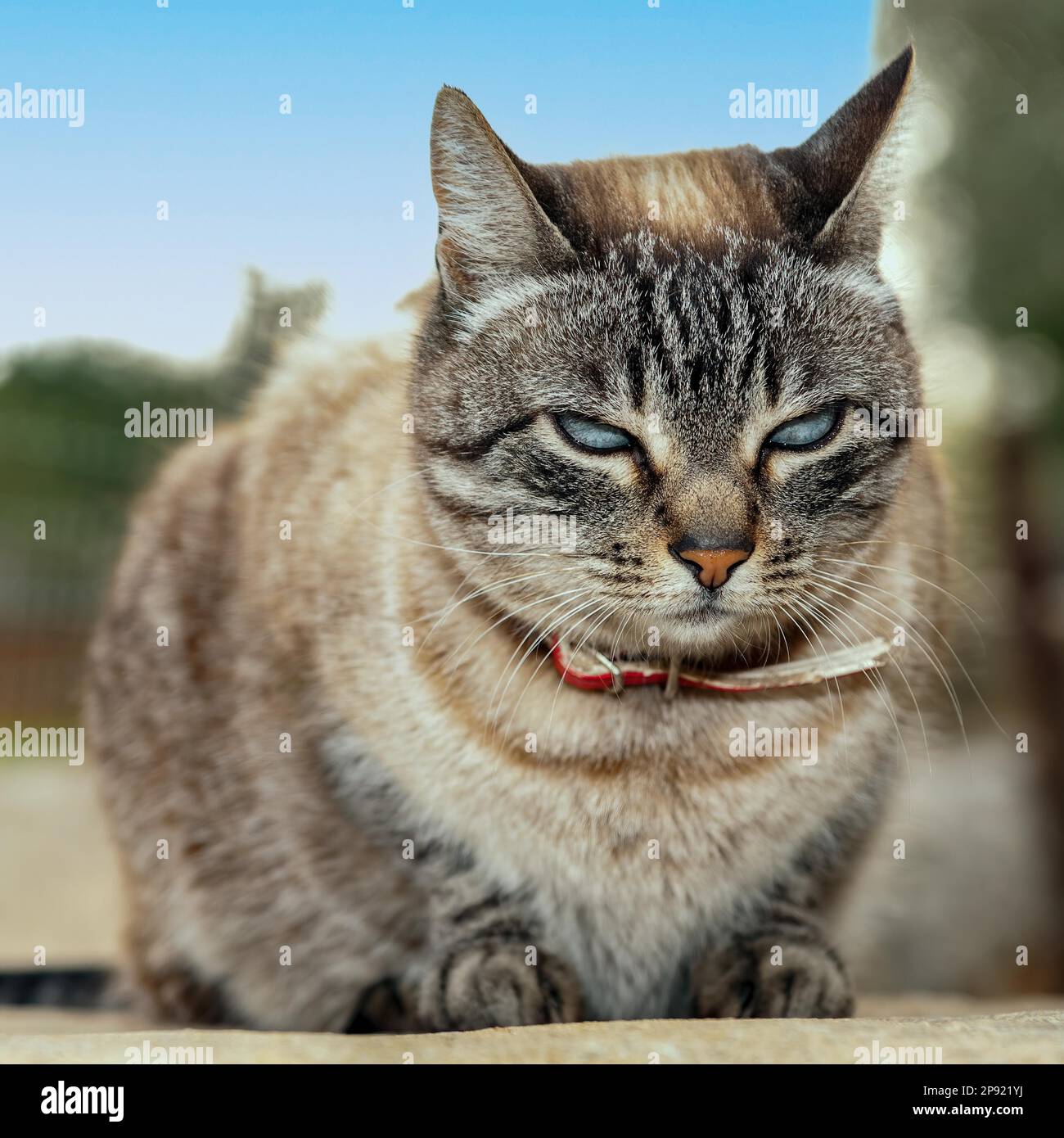 Felidae (Felis catus) mit roten Kragen an der Wand mit halb geschlossenen Augen, die halb eingeschlafen sind, schlafen ein und schlafen aus, Mallorca, Spanien Stockfoto