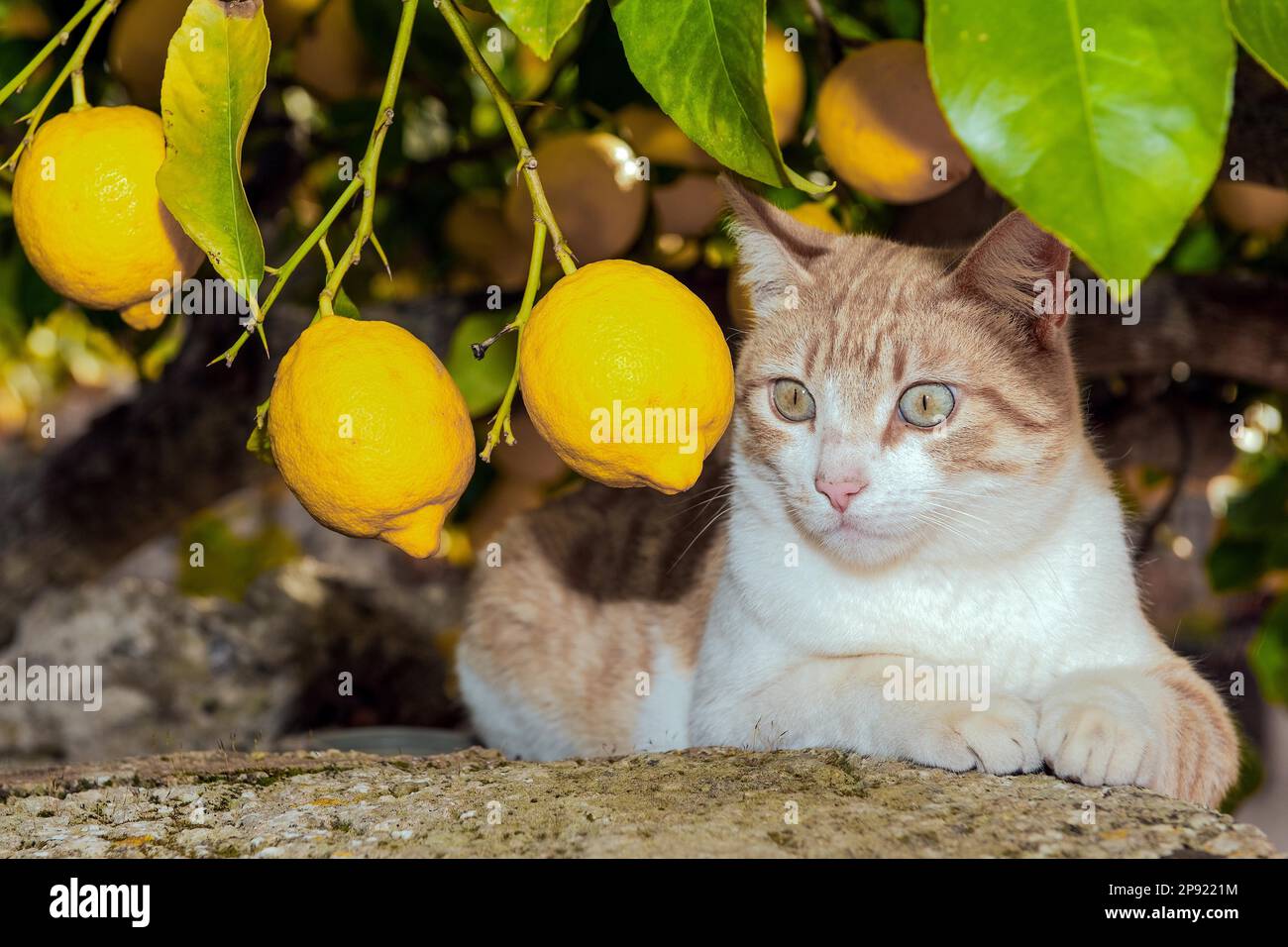 Junge felidae (Felis catus) mit einem leichten Mantel, der von der Vorderseite fotografiert wurde. Sie sitzen an einer alten Wand unter einem Zitronenbaum und blicken auf die Zitrone, Mallorca, Spanien Stockfoto