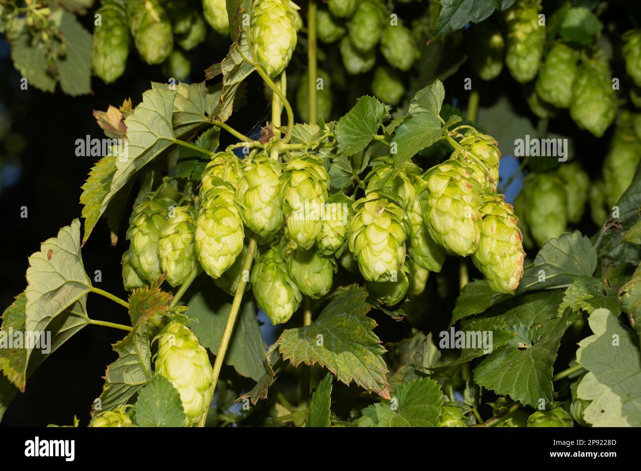 Hopfenpanicle mit grünen Blättern und ein paar hellgrünen Blüten Stockfoto