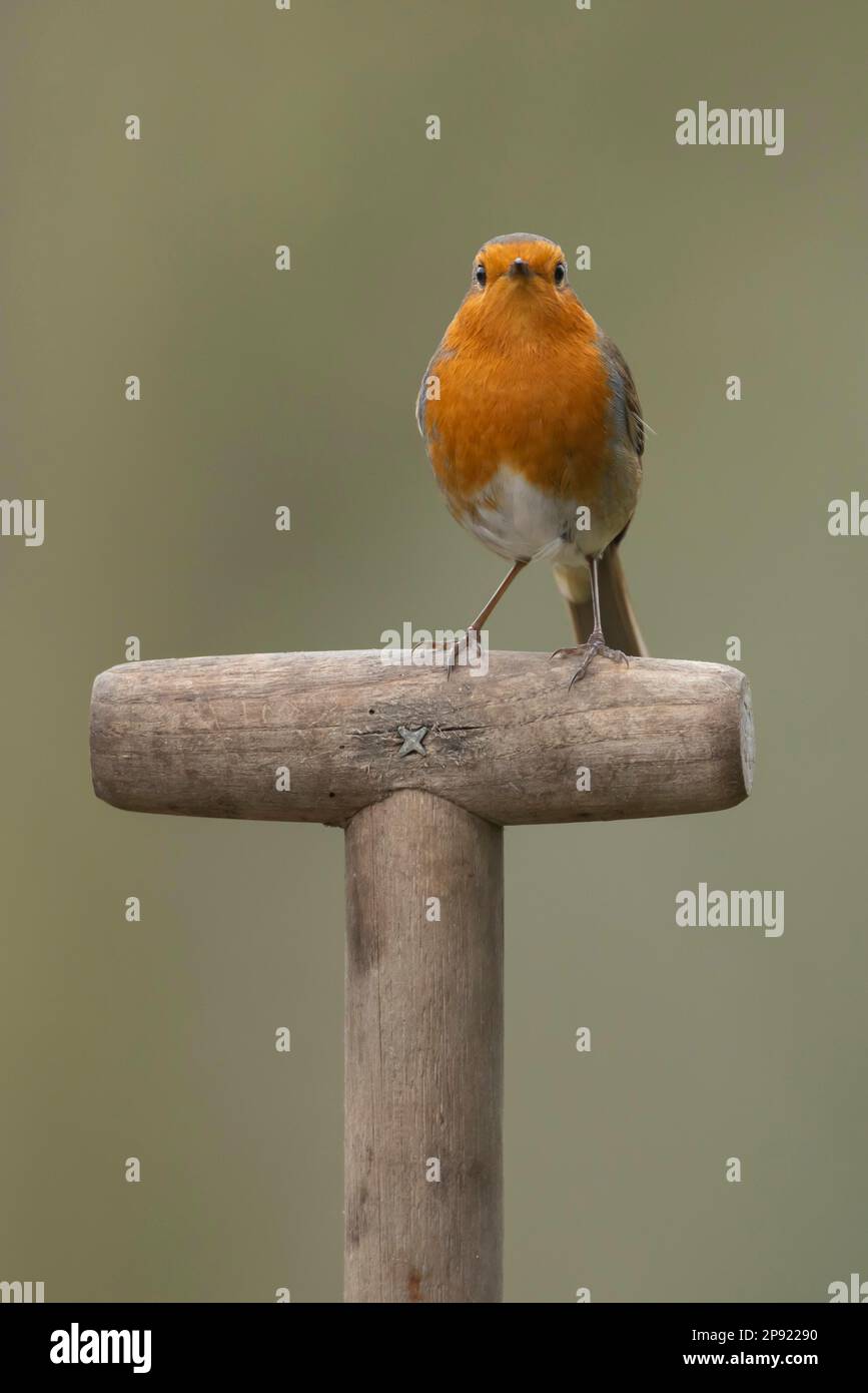 Europäischer Rotkehlchen (Erithacus rubecula), ausgewachsener Vogel auf einer Gartengabel, Suffolk, England, Vereinigtes Königreich Stockfoto