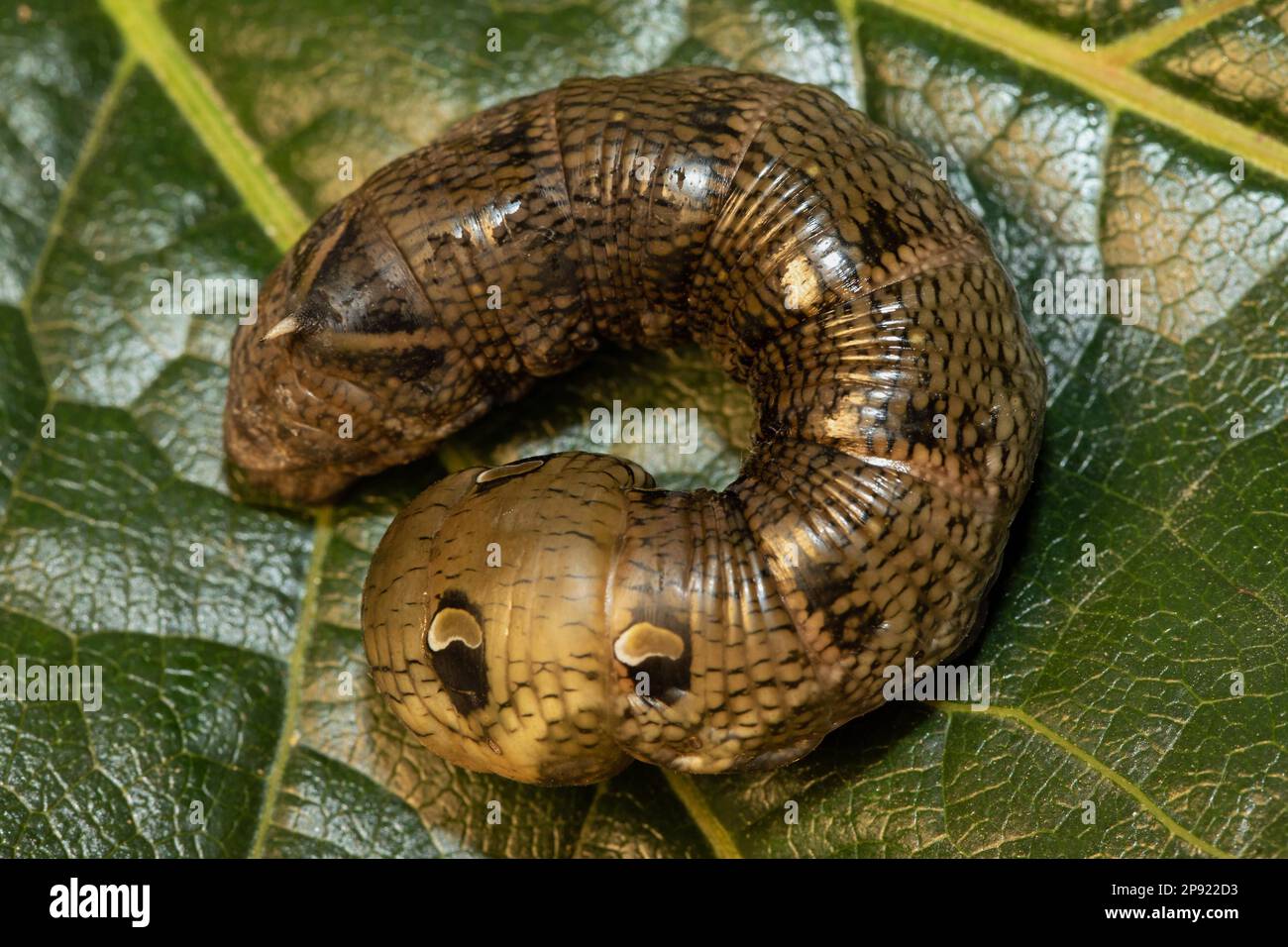 Mittelgroße Raupe aus der Laubmottenmotte, die auf grünen Blättern sitzt, nach links gekrümmt und aussieht Stockfoto