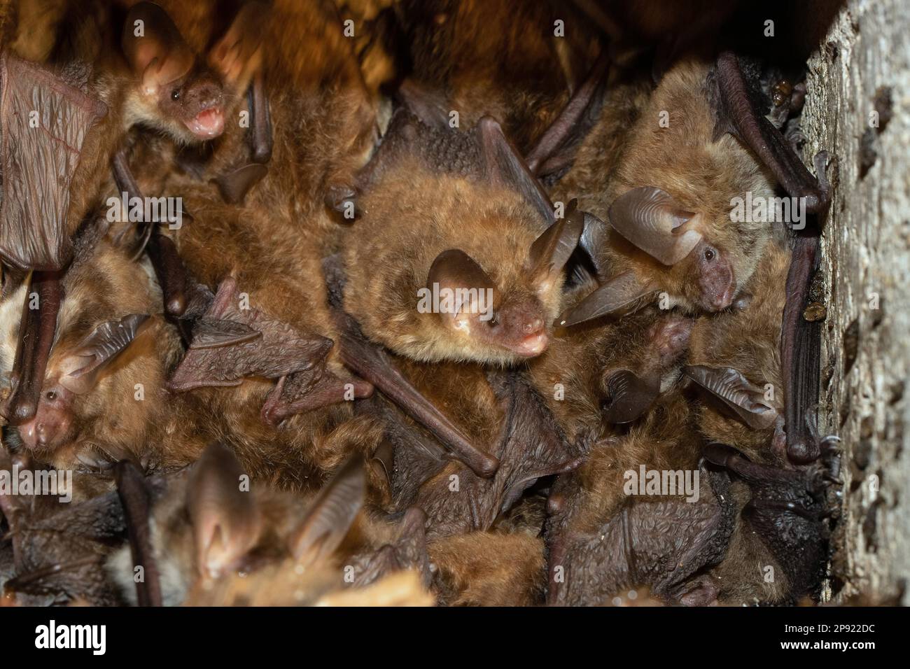 Bechsteins schlagen ein paar Tiere, die in einem Vogelnistkasten hängen und reinschauen Stockfoto