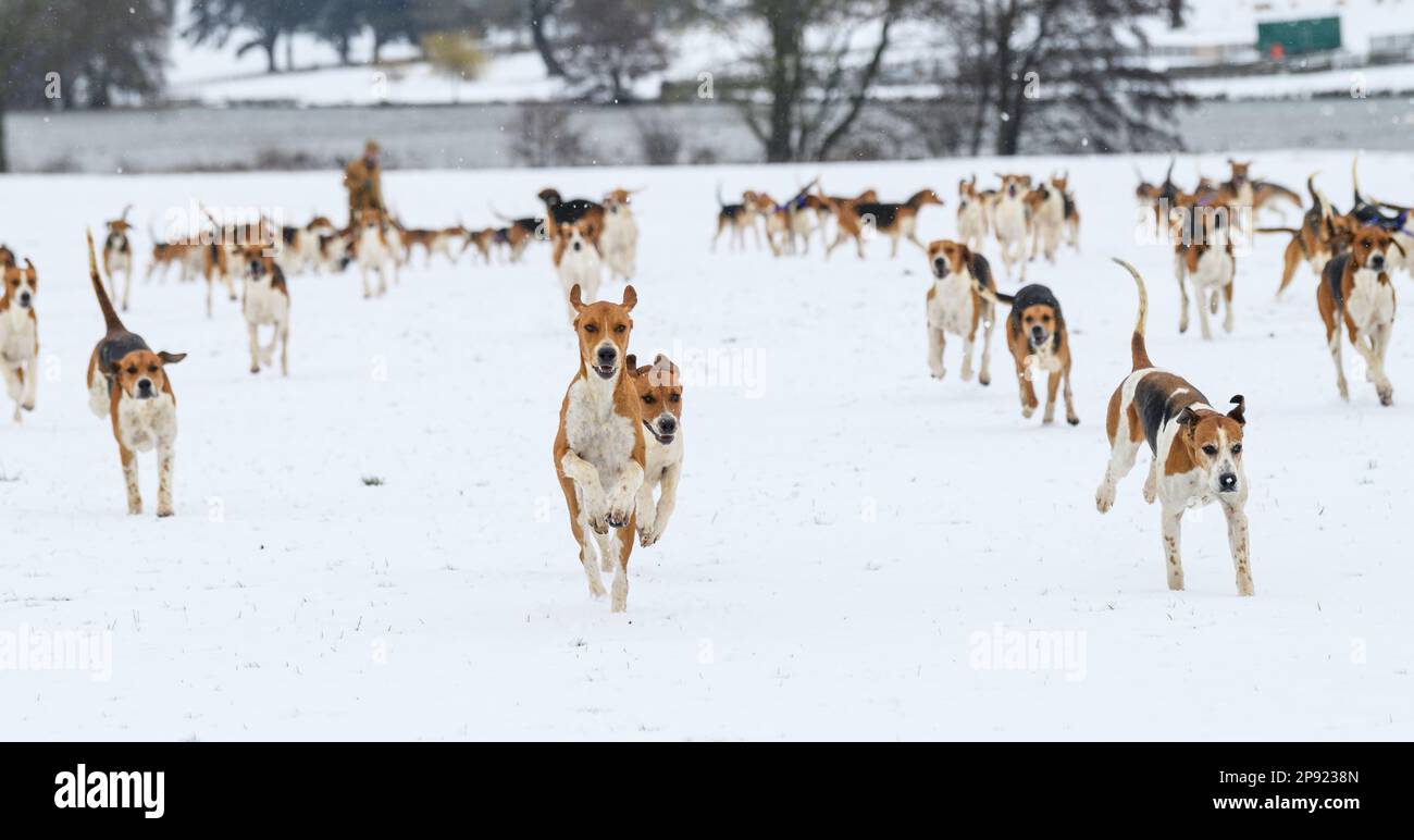 The Belvoir Hunt Hounds Exercise in the Snow, Freitag, 10. März 2023 © 2023 Nico Morgan. Alle Rechte Vorbehalten Stockfoto