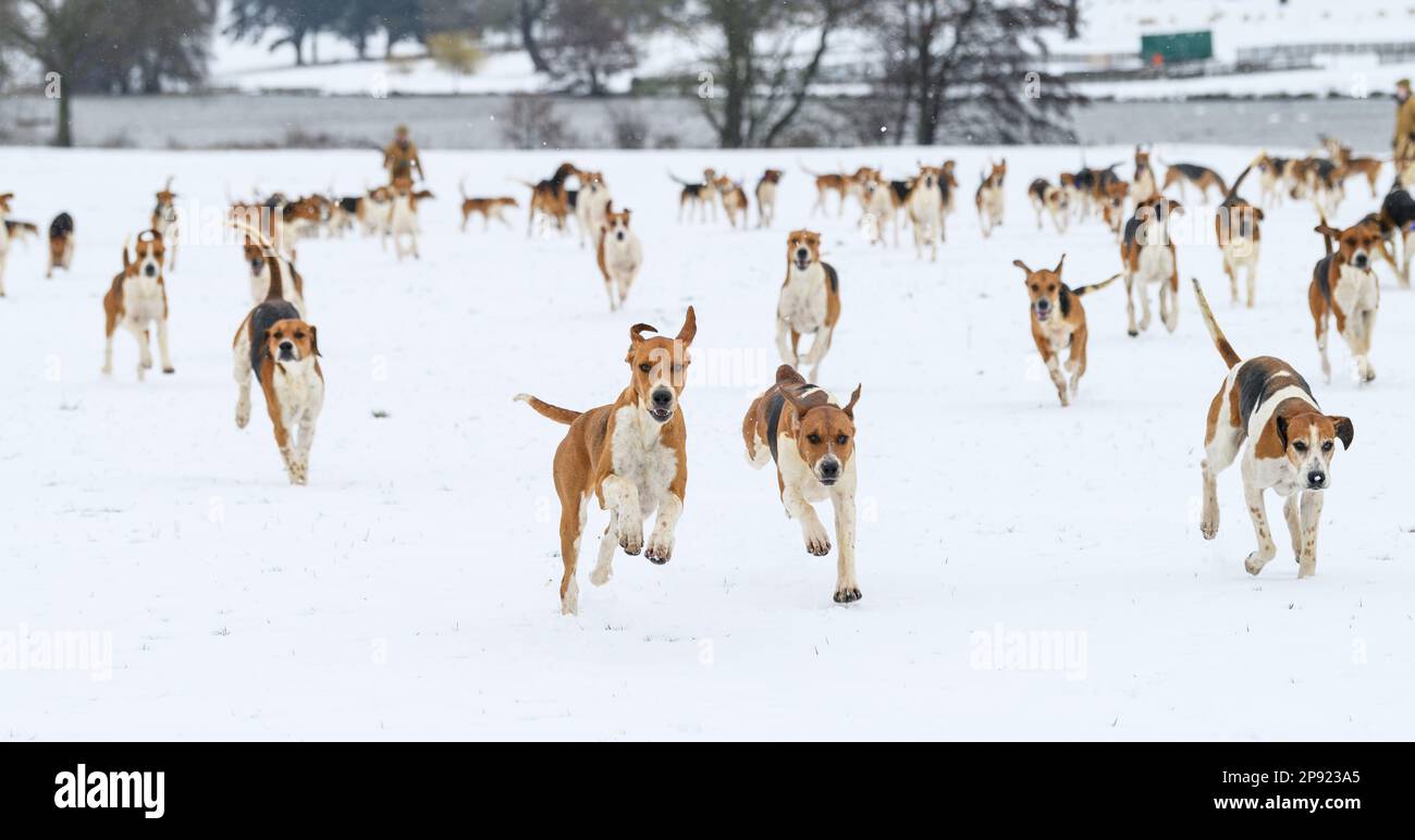 The Belvoir Hunt Hounds Exercise in the Snow, Freitag, 10. März 2023 © 2023 Nico Morgan. Alle Rechte Vorbehalten Stockfoto