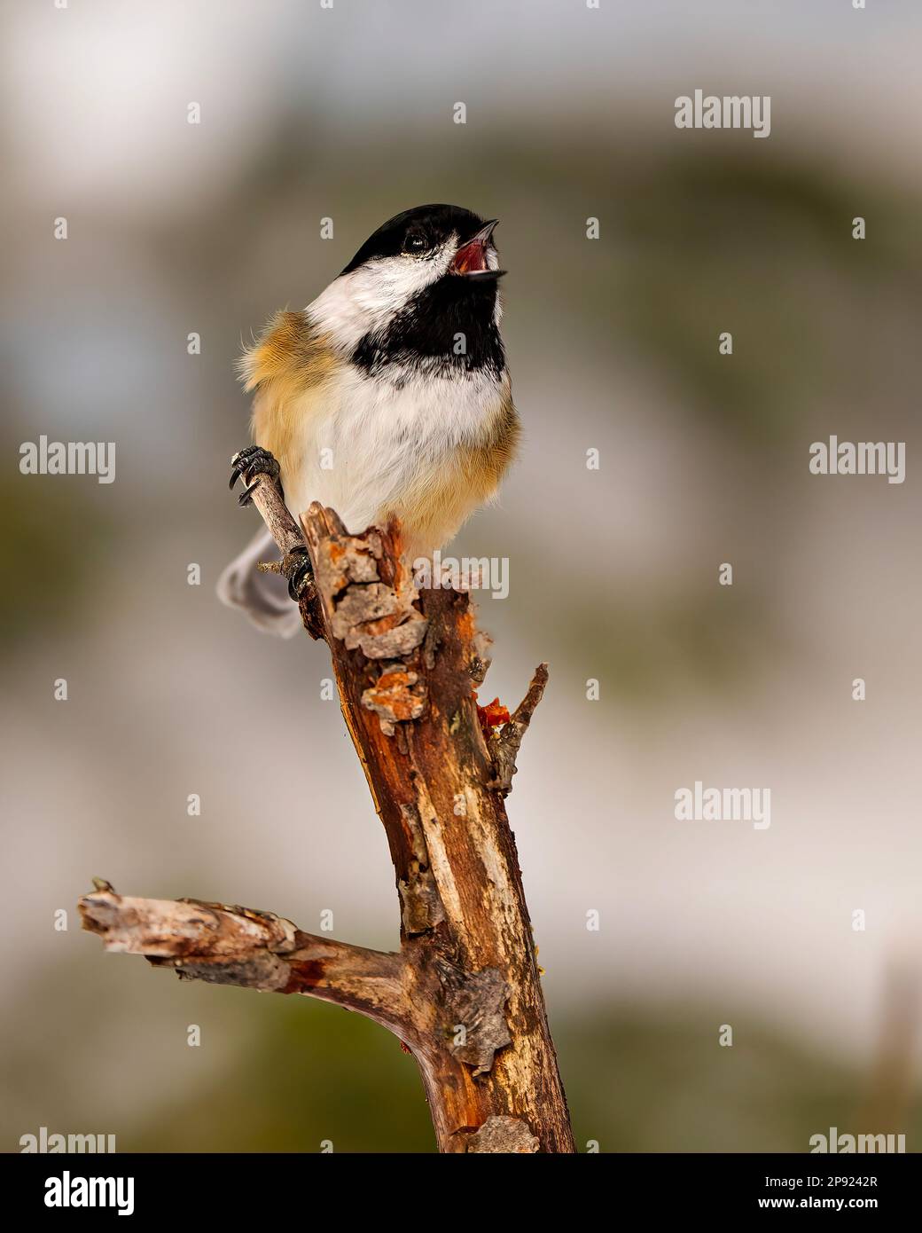 Blick aus nächster Nähe auf einen Zweig mit offenem Schnabel und Gesang in seiner Umgebung und Umgebung. Stockfoto