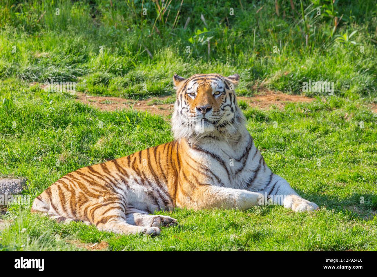 Wütender Tiger in einem Wildtierzoo - einer der größten Fleischfresser der Natur Stockfoto