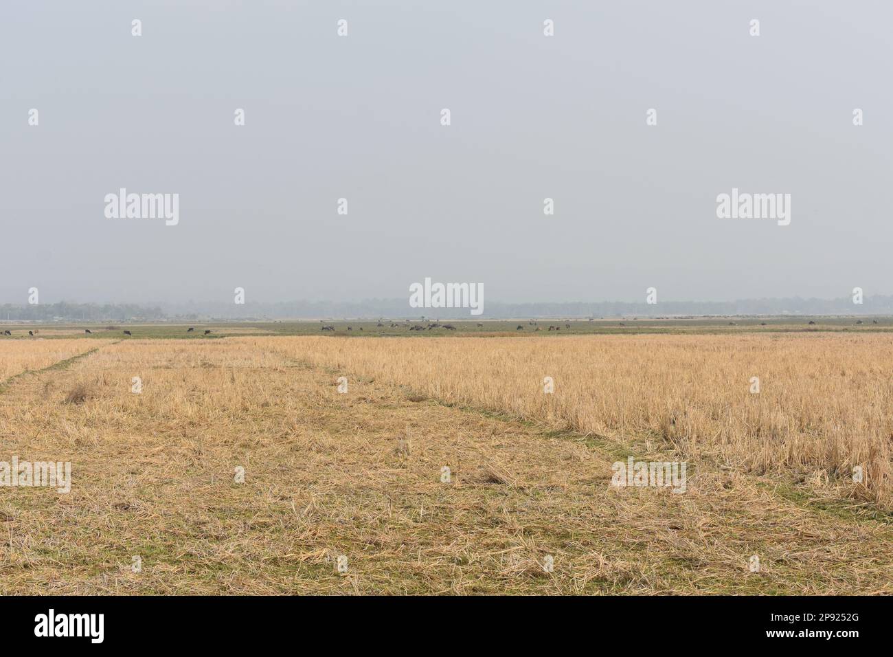 Ein leeres Reisfeld in Tripura Stockfoto