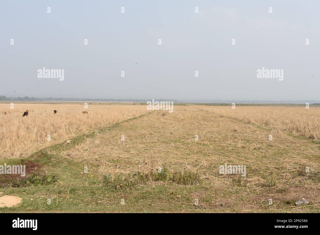 Ein leeres Reisfeld in Tripura Stockfoto