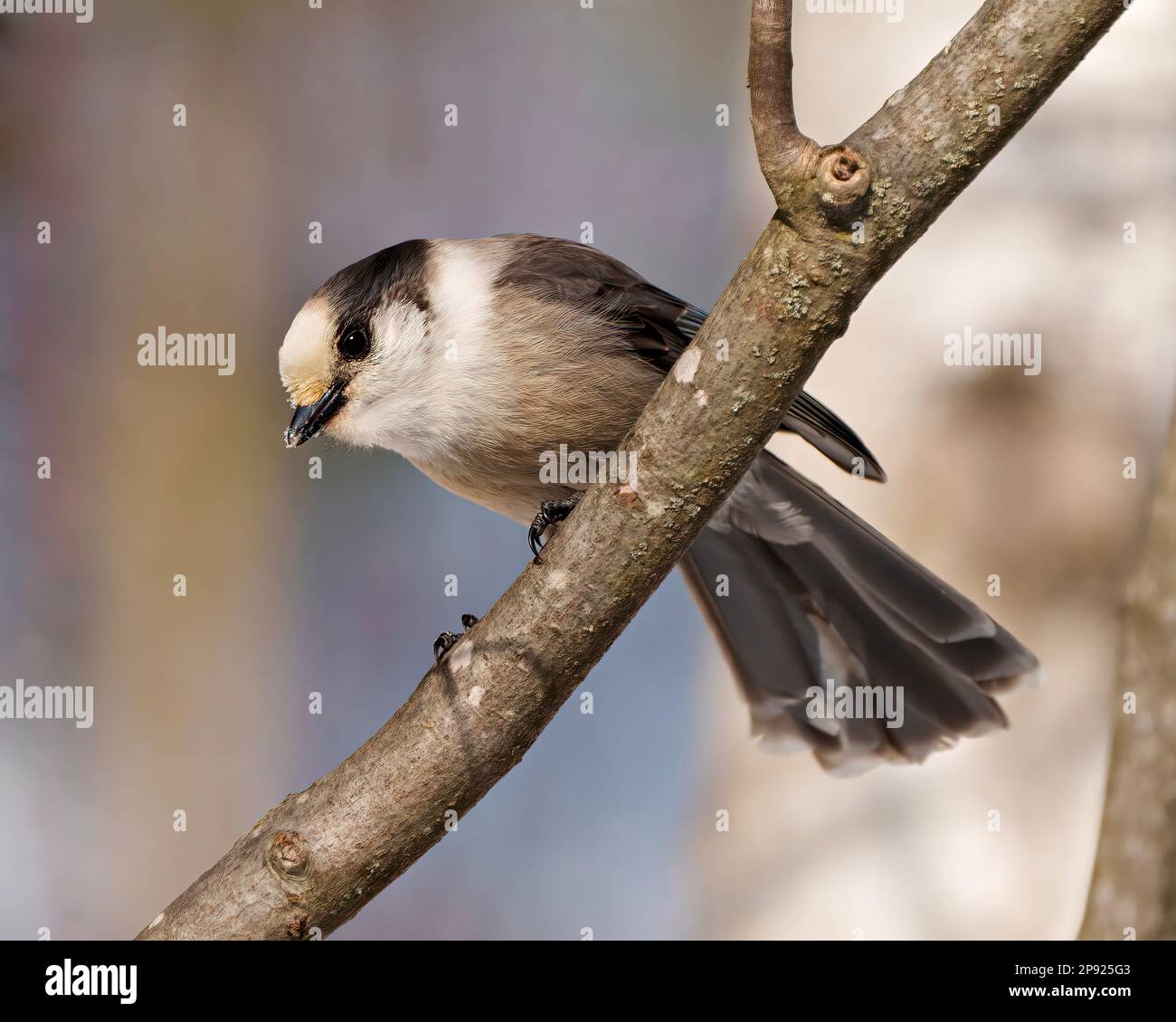 Gray Jay auf einem Ast mit grauem und weißem Gefieder in seiner Umgebung und Umgebung. Jay-Bird-Bild. Stockfoto