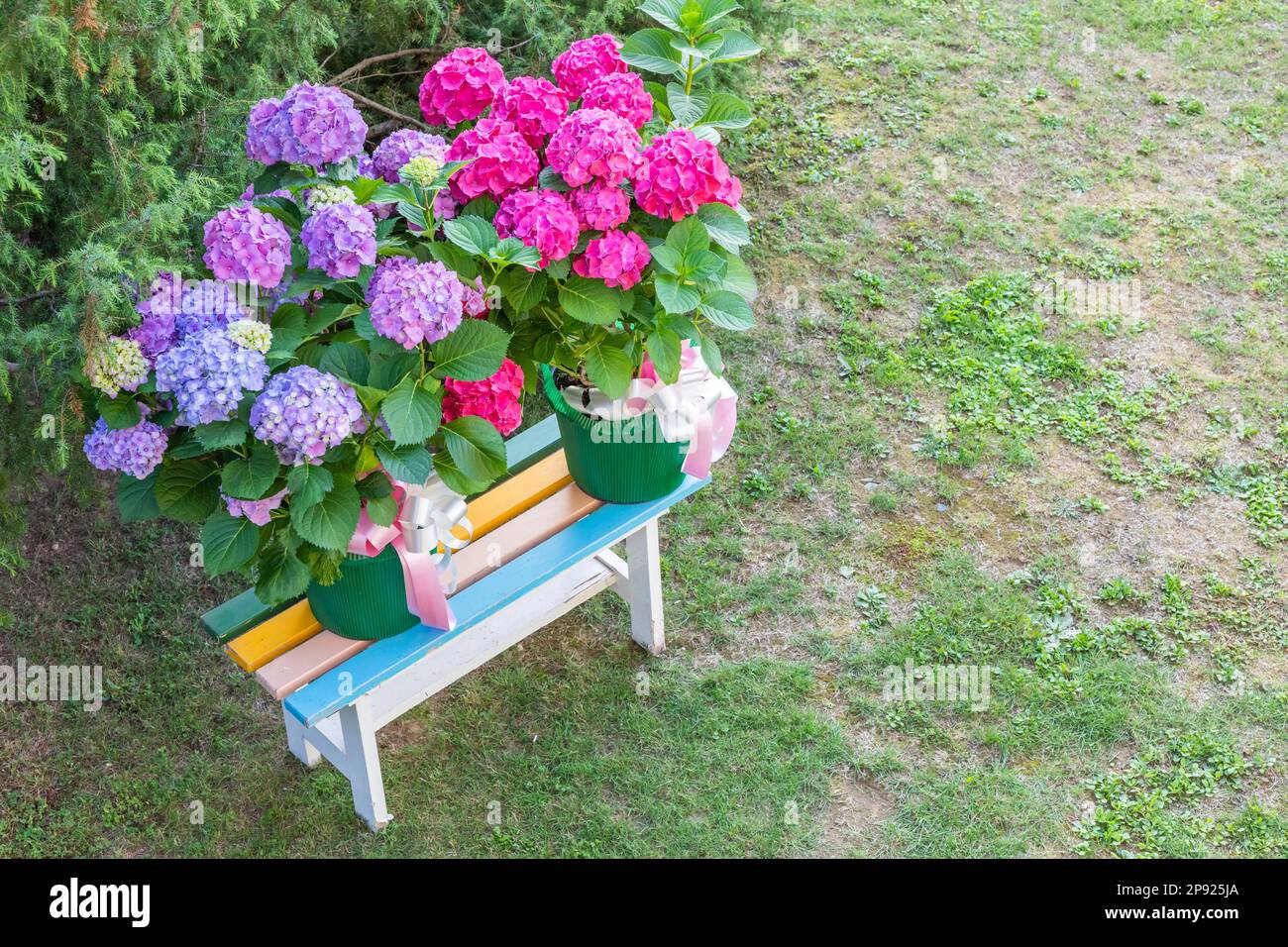 Ortensia Flowers - Hydrangea - Dekorationsgarten. Romantisches und zartes Geschenk Stockfoto