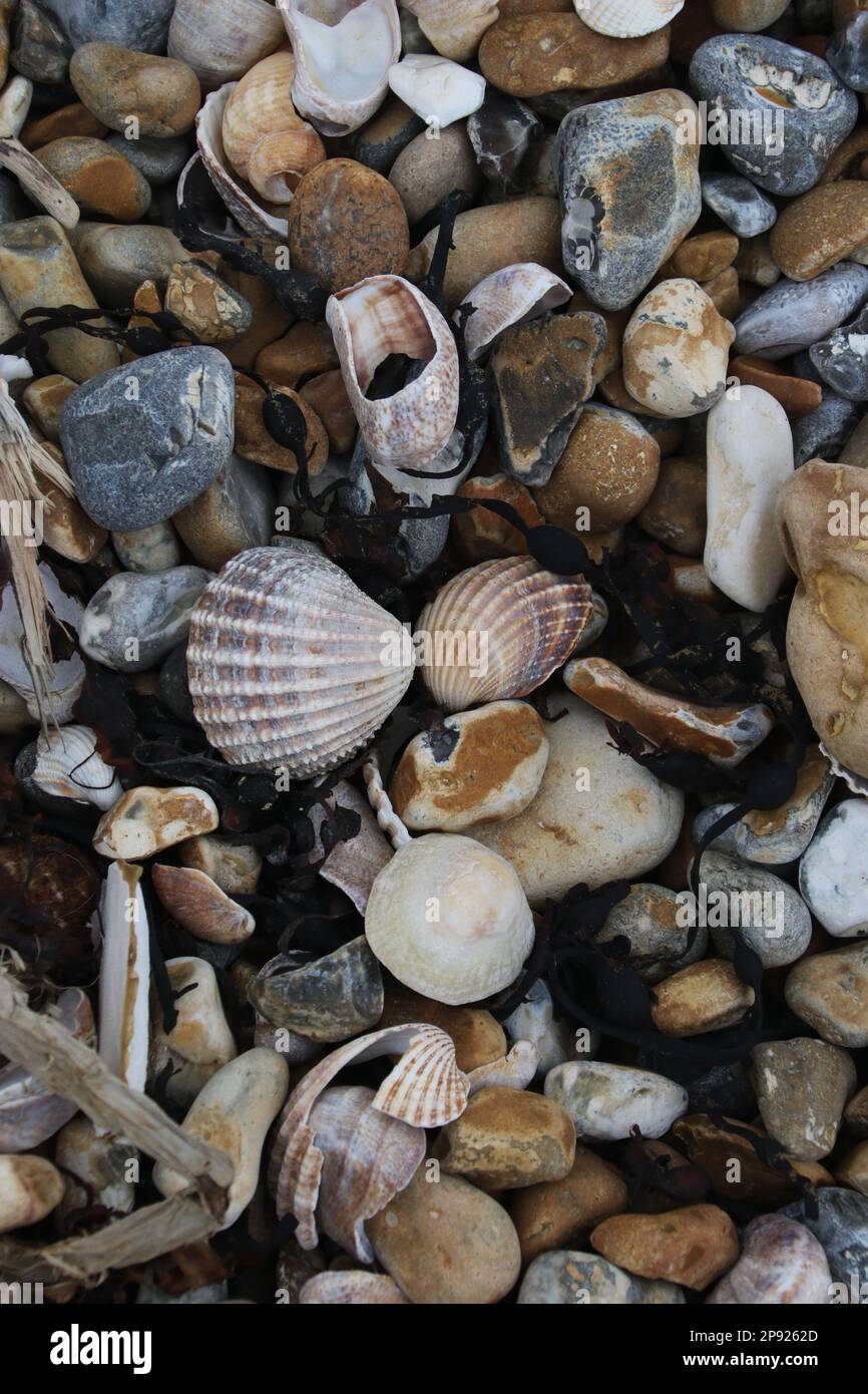 Eine Sammlung von Muscheln und Kieseln an der Küste Stockfoto