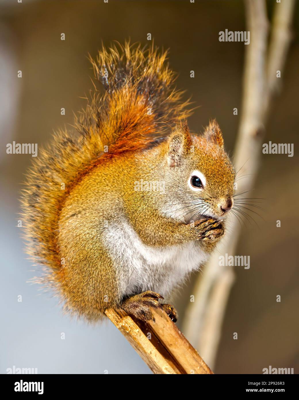 Das Eichhörnchen sitzt auf einem Baumzweig mit betenden Händen und einem verschwommenen Hintergrund und zeigt buschigen Schwanz in seiner Umgebung und Umgebung. Stockfoto