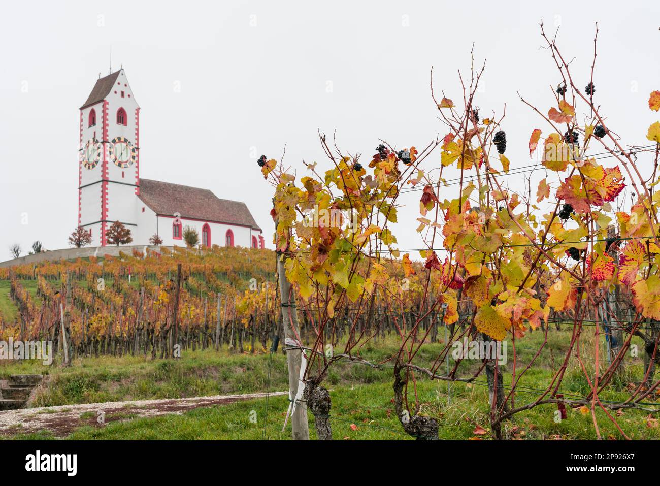 Ein Blick auf eine malerische weiße Landkirche, umgeben von goldenen Weinbergen, Pinot Noir Grapevine Landschaft im Klettgau der Schweiz Stockfoto