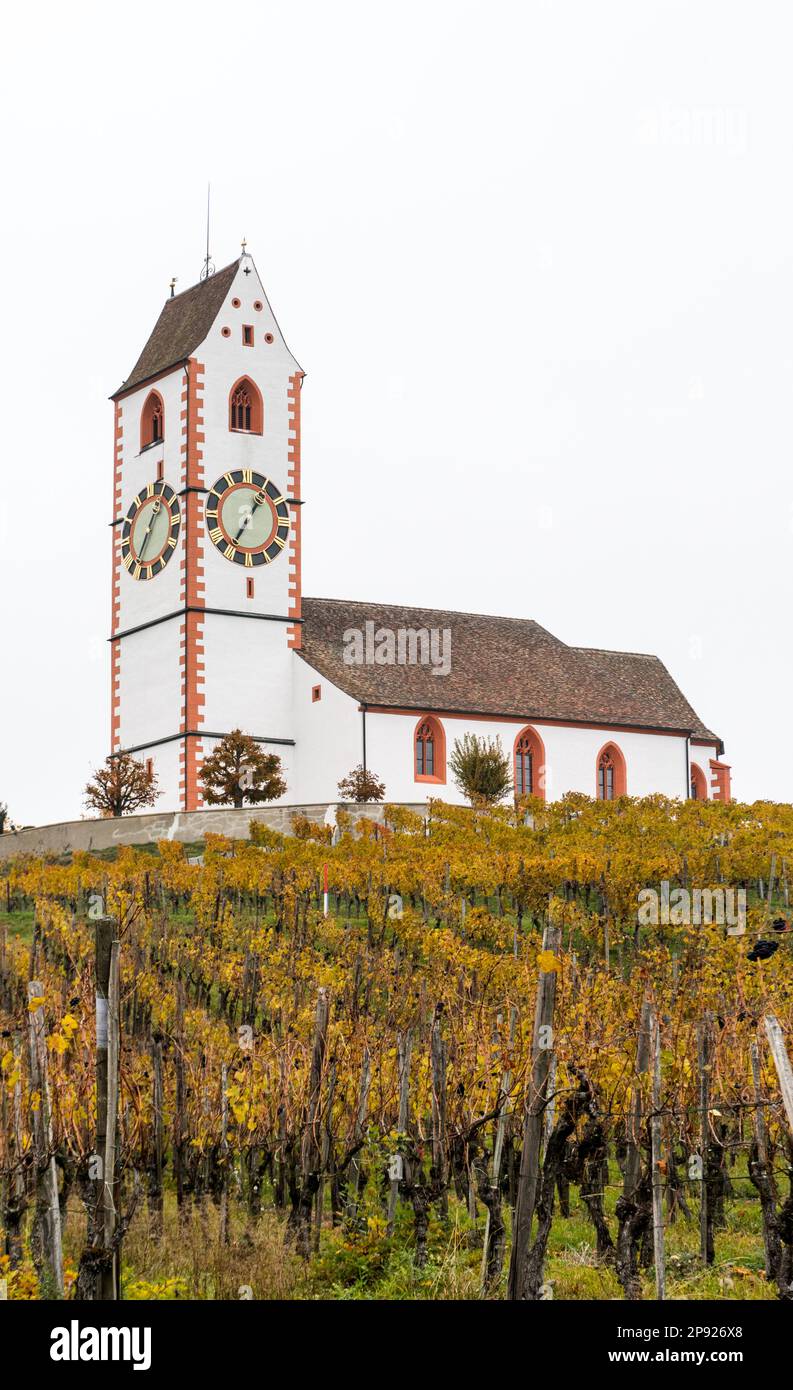 Ein vertikaler Blick auf eine malerische weiße Landkirche, umgeben von goldenen Weinbergen, Pinot Noir Weinberge, im Klettgau der Schweiz Stockfoto