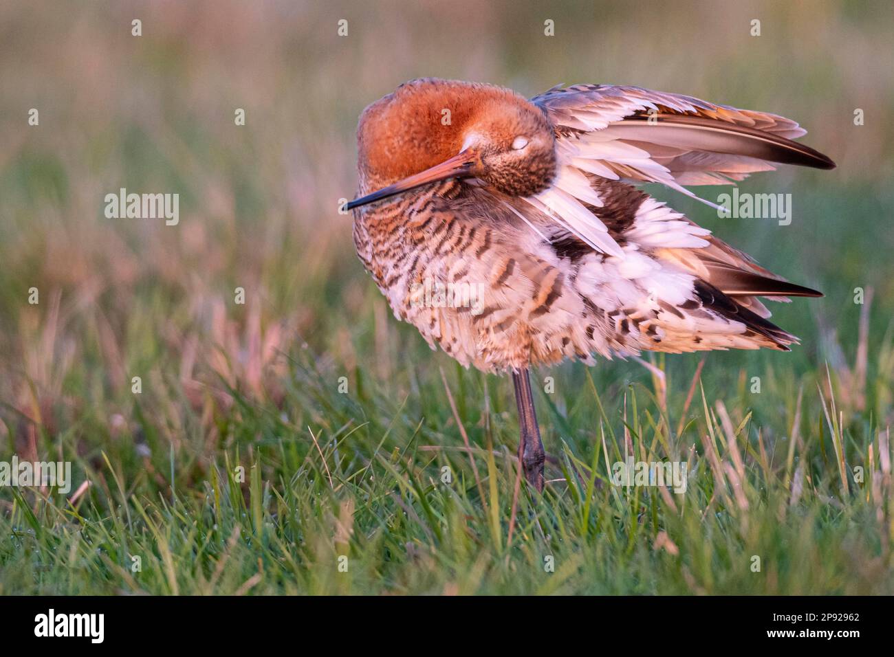 Schwarzschwanzgöttchen (Limos limosa) in Wet Meadow, Oldenburg Muensterland, Osterfeine, Niedersachsen, Deutschland Stockfoto