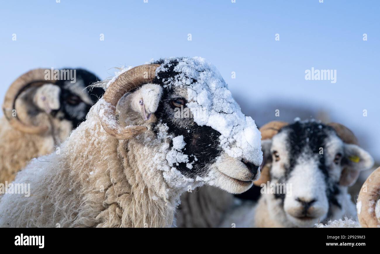 North Yorkshire, Großbritannien. 10. März 2023. Wetter. Swaledale-Schaf zeigt seinen neuen Hut, aus Schnee, der ihn in der Nacht bedeckte. Wensleydale, North Yorkshire, Großbritannien. 10. März 2023. Kredit: Wayne HUTCHINSON/Alamy Live News Stockfoto