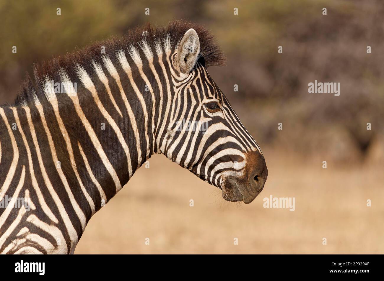 Burchells Zebra (Equus quagga burchellii), ausgewachsenes Tier, Profilkopf, Nahaufnahme, Marakele Nationalpark, Provinz Limpopo, Südafrika, Afrika Stockfoto