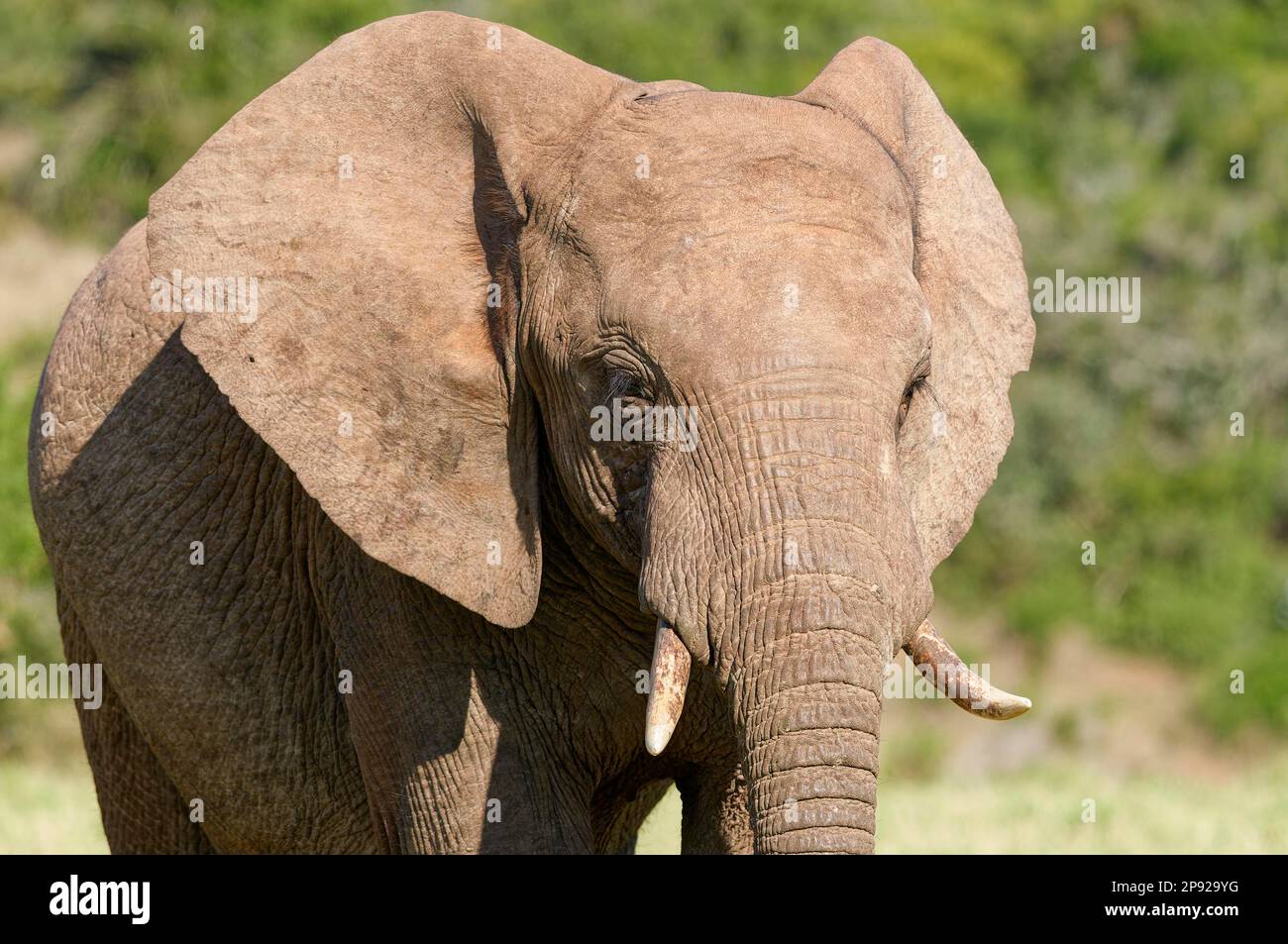 Afrikanischer Buschelefant (Loxodonta africana), männlicher Erwachsener geht, Nahaufnahme des Kopfes, Tierporträt, Addo Elephant National Park, Ostkap, Sout Stockfoto