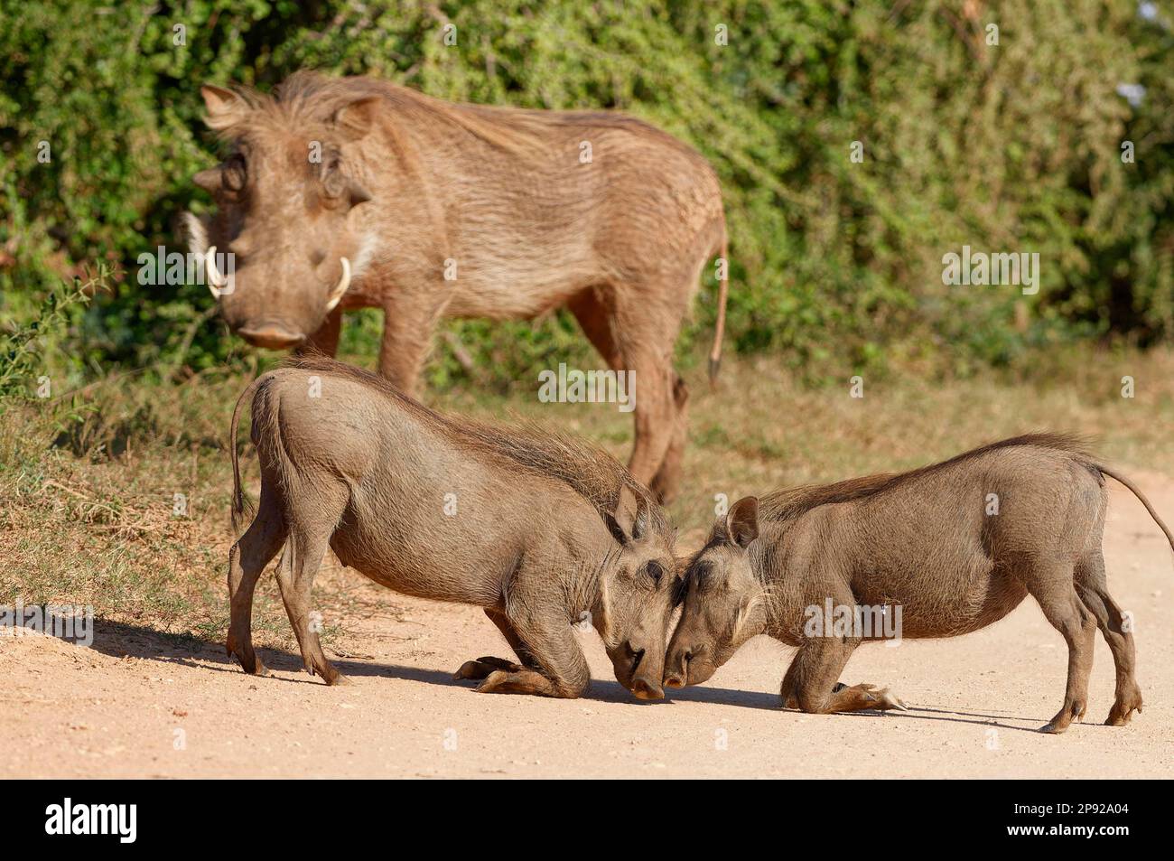 Gewöhnliche Warzenschweine (Phacochoerus africanus), zwei kniende Jugendliche Schnauze an Schnauze, sich gegenseitig auf einer unbefestigten Straße messen, ein erwachsener Mann im Rücken, Addo Ele Stockfoto