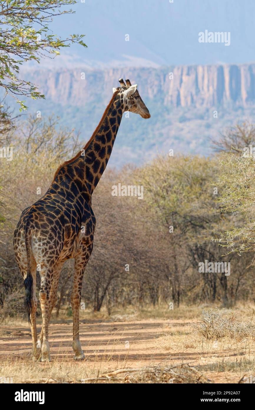 Südafrikanische Giraffe (Giraffa camelopardalis giraffa), männlicher Erwachsener auf der Lichtung, Marakele-Nationalpark, Provinz Limpopo, Südafrika, Afrika Stockfoto