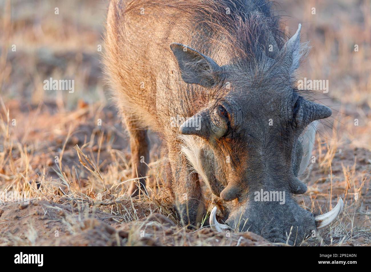 Gemeines Warzenschwein (Phacochoerus africanus), männliche Futtersuche, Nahaufnahme des Kopfes, Morgenlicht, Marakele-Nationalpark, Provinz Limpopo, Süd-AFR Stockfoto