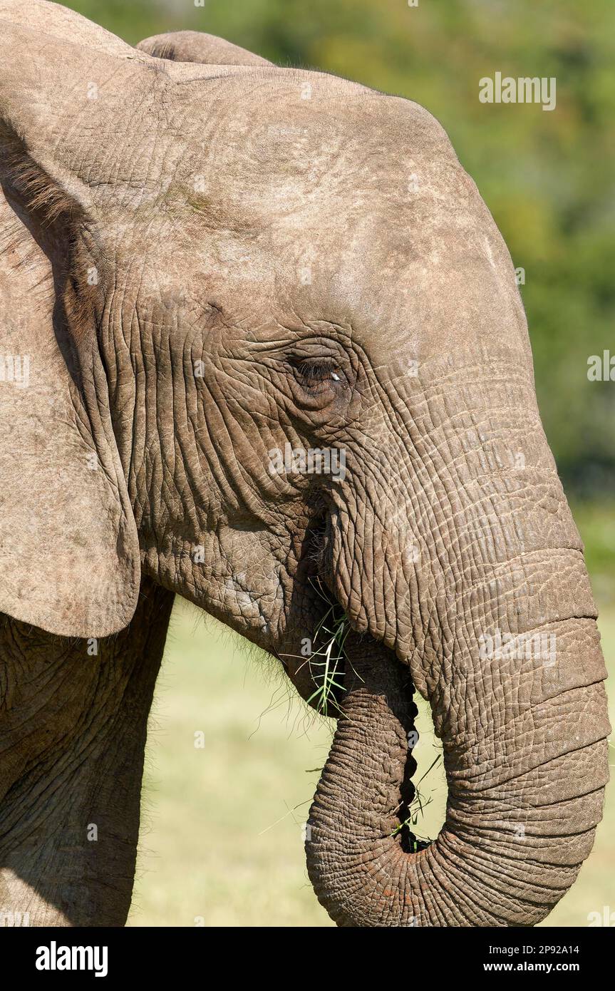 Afrikanischer Buschelefant (Loxodonta africana), Fütterung von Gras, Nahaufnahme des Kopfes, Addo Elephant National Park, Ostkap, Südafrika, Afrika Stockfoto