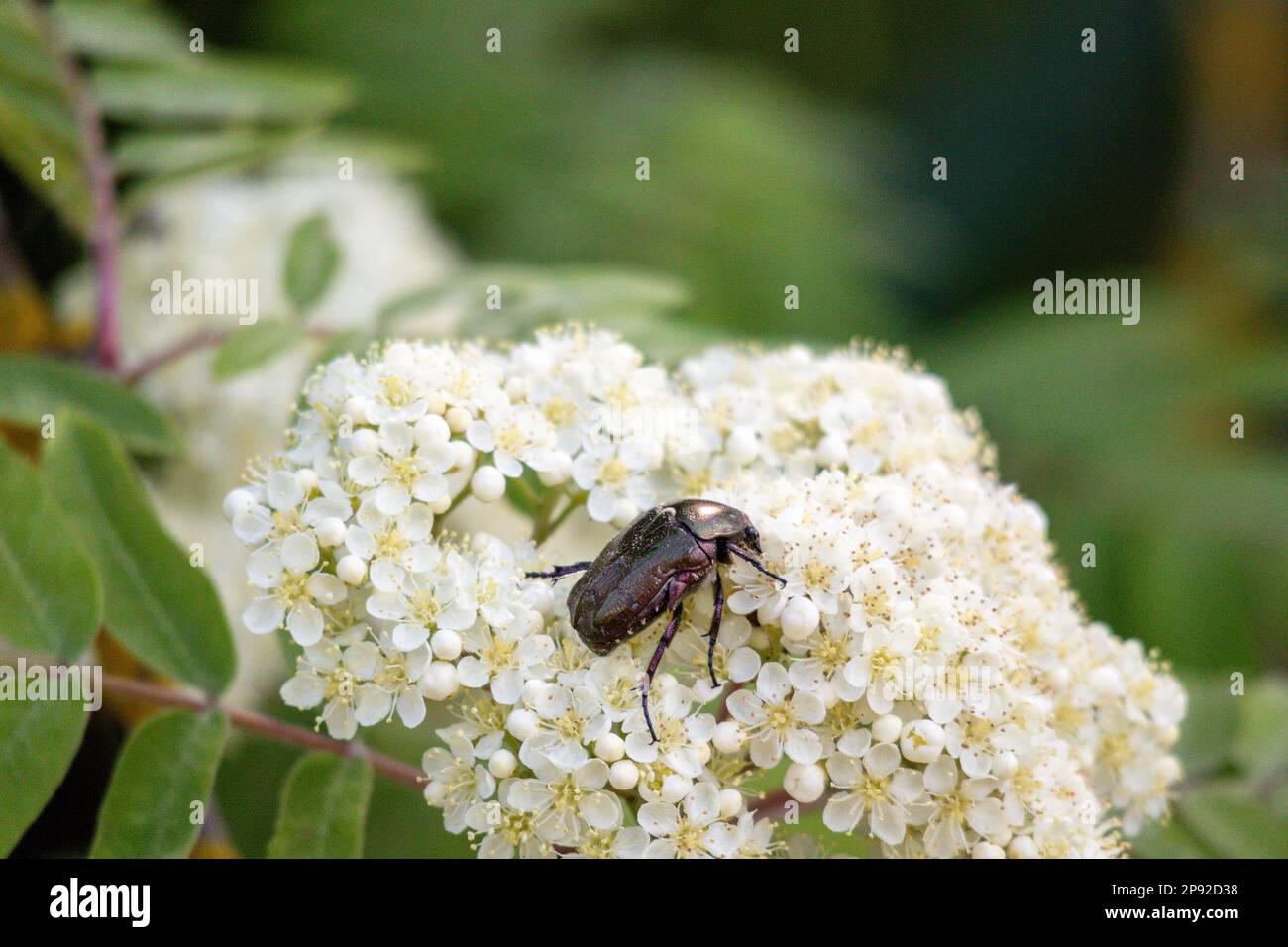 Ein weißer Blumenstrauß mit einem dunklen Käfer und einem unscharfen grünen Hintergrund Stockfoto