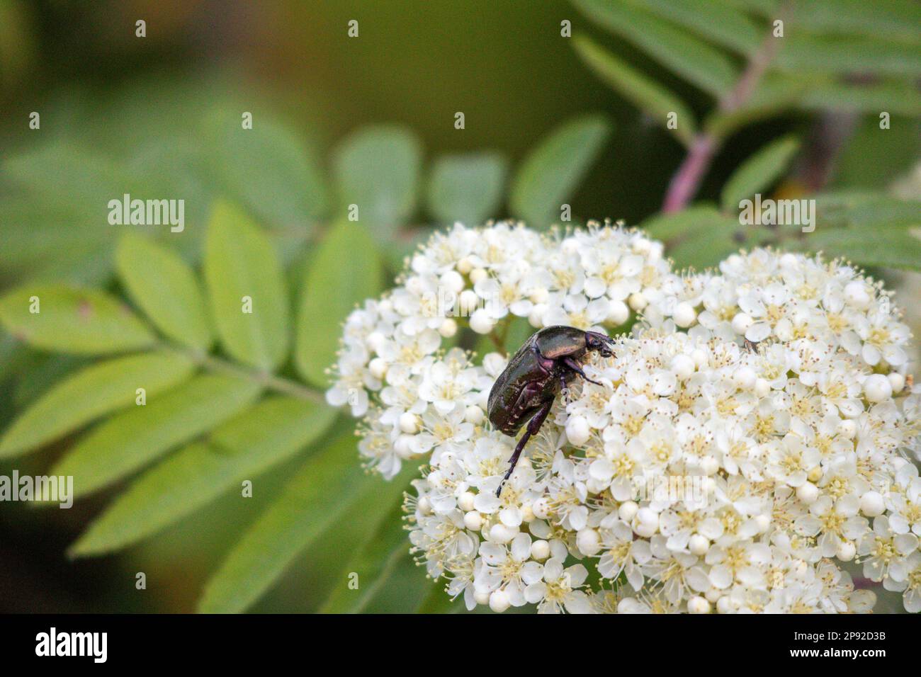 Ein weißer Blumenstrauß mit einem dunklen Käfer und einem unscharfen grünen Hintergrund Stockfoto