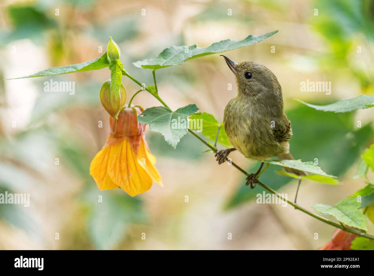 Schieferblume-Piercer - Diglossa plumbea, interessante kleine Stehbrücke aus den Gärten und Wäldern der Neuen Welt, Volcán, Panama. Stockfoto